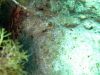 tauchen_gozo_52