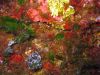 tauchen_gozo_53