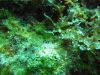 tauchen_gozo_54