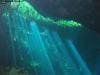 cenote_jardin_del_eden_016