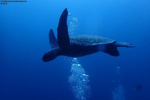 Galapagos 2015