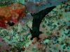 humboldt-explorer_023