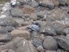humboldt-explorer_029