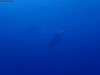 humboldt-explorer_057