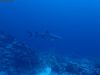humboldt-explorer_068