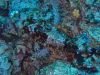 humboldt-explorer_071