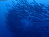 humboldt-explorer_088