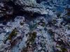 humboldt-explorer_093