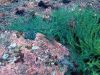 humboldt-explorer_100